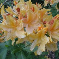 AZALEA GOLDEN LIGHTS-DECIDUOUS
