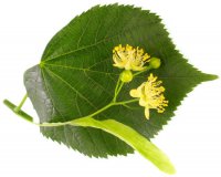 TILIA PLATYPHYLLOS
