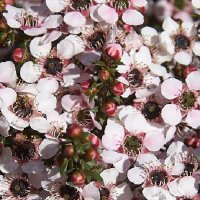 LEPTOSPERMUM NANA TUI