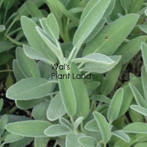 SAGE BROADLEAF HOME GARDEN 6L