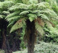 DICKSONIA SQUARROSA