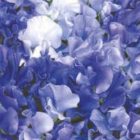 SWEET PEA UNWINS SINGING THE BLUES (BLUE SHADES)