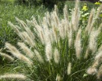 Grasses