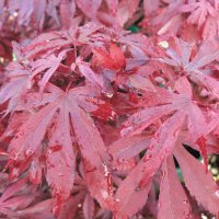 ACER SKEETERS BROOM