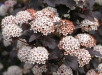PHYSOCARPUS OPULIFOLUS SHADY LADY