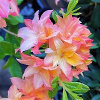 AZALEA PEACHY PERFECT -DECIDUOUS