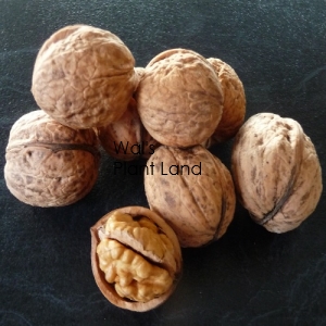 WALNUT MEYRIC- SEEDLING