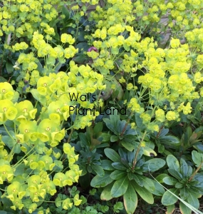 EUPHORBIA ROBBIAE