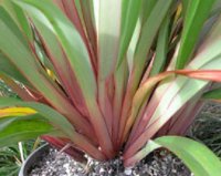 DIANELLA TAS RED