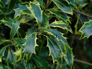 OSMANTHUS Heterophyllus AUREOMARGINATUS