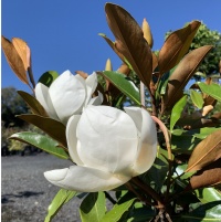 MAGNOLIA GRANDIFLORA LITTLE GEM