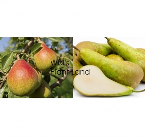 PEAR DUAL WILLIAM BON CHRETIAN/CONFRENCE
