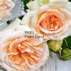ROSE SHOWPIECE CHAMPAGNE