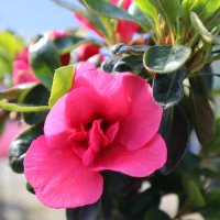 AZALEA ADVENT BELLS