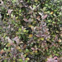 COROKIA FROSTED CHOCOLATE