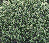 PITTOSPORUM ARGENTEA NANA