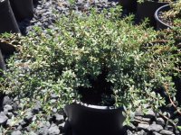 PIMELEA PROSTRATA