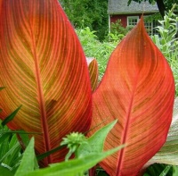 CANNA TROPICANNA RED