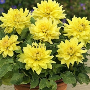 DAHLIA DURANGO XXL 3.3 LT