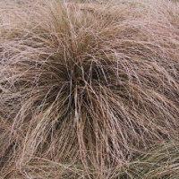 CAREX COMANS RED