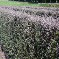 COROKIA BLACKBERRY & LIME