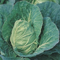 CABBAGE GREYHOUND