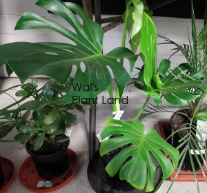 MONSTERA DELICIOSA - FRUIT SALAD PLANT