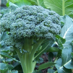 BROCCOLI SUCCESS