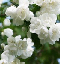PHILADELPHUS VIRGINAL