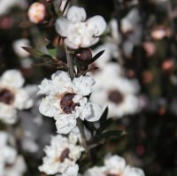LEPTOSPERMUM PRINCESS ANNE