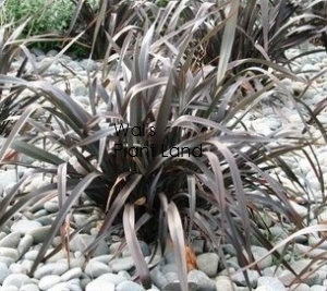 PHORMIUM BLACK RAGE