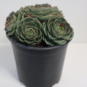 ECHEVERIA AGAVOIDES LONGISSIMA