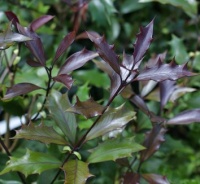 OSMANTHUS HETEROPHYLLUS PURPUREUS