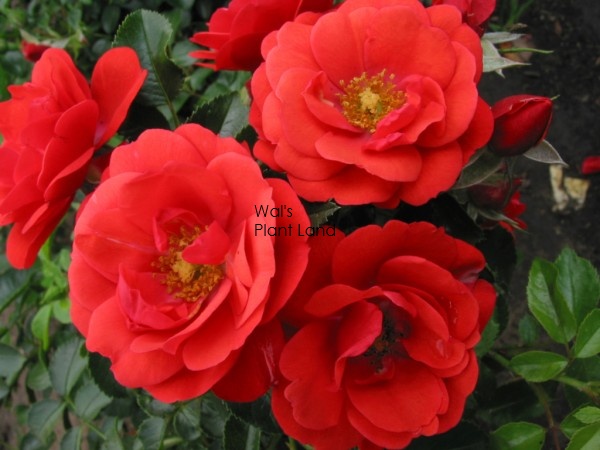 Rose Flower Carpet Scarlet Rosfcsca2 5 21 99 Wals Plant Land For All Your Shrubs And Trees At S That Please