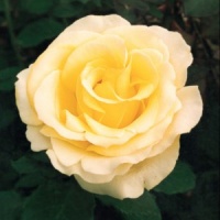 ROSE BUSH ELINA HT