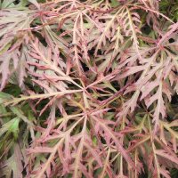 ACER PAL. DISS. ORANGEOLA STD