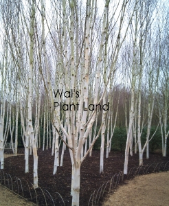BETULA JACQUEMONTII