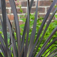 PHORMIUM BLACK RAGE