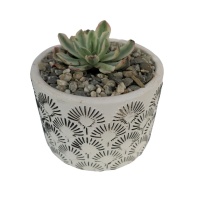 POTTED SUCCULENT VARIETIES