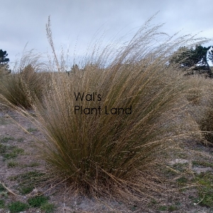 POA CITA (SILVER TUSSOCK)