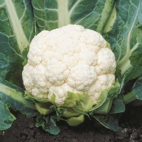 CAULIFLOWER SUCCESS
