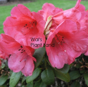 RHODODENDRON MOLLY ANN