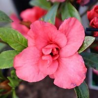 AZALEA PAUL SCHAME