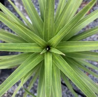 CORDYLINE KARO KIRI