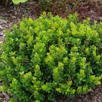 BERBERIS THUN KOBOLD