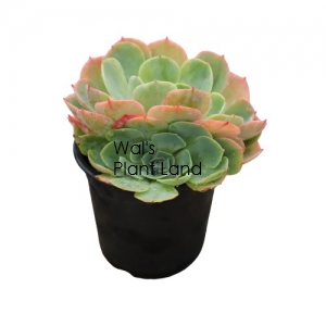 ECHEVERIA HYBRID
