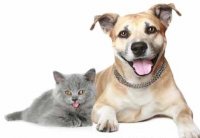 Pet Supplies