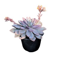 ECHEVERIA PRUNELLA