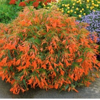 BEGONIA BOLIVIENSIS 'BONFIRE'