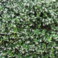 TRACHELOSPERNUM JASMINOIDES